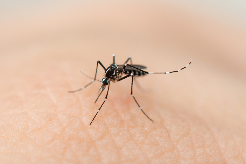 Dengue
